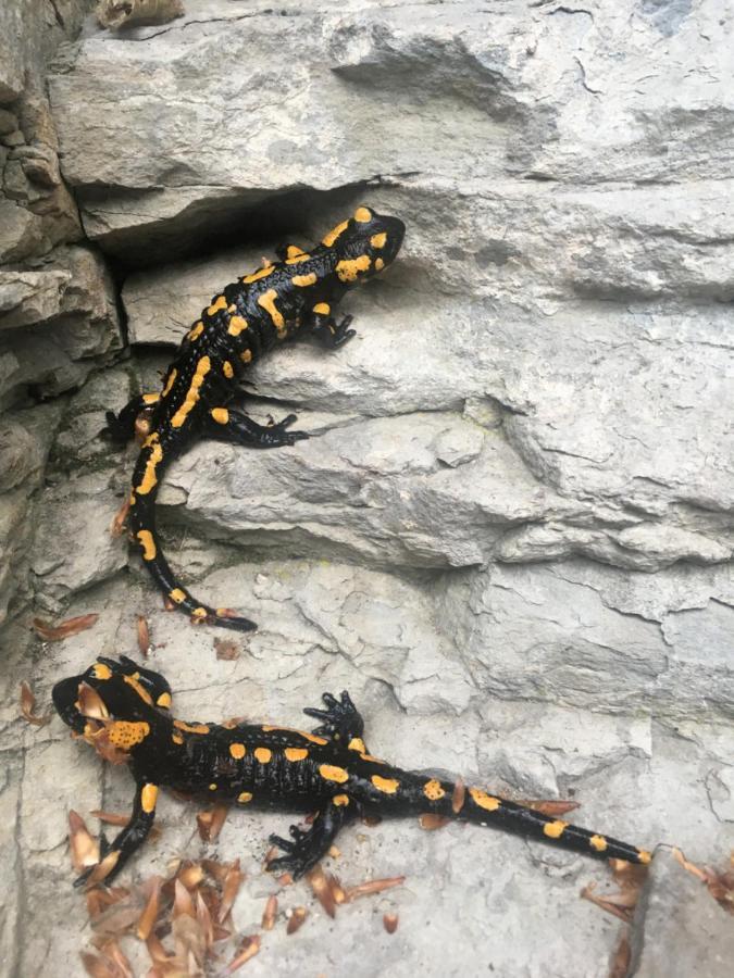 Chalupa Skalka Ceska Metuje Kültér fotó